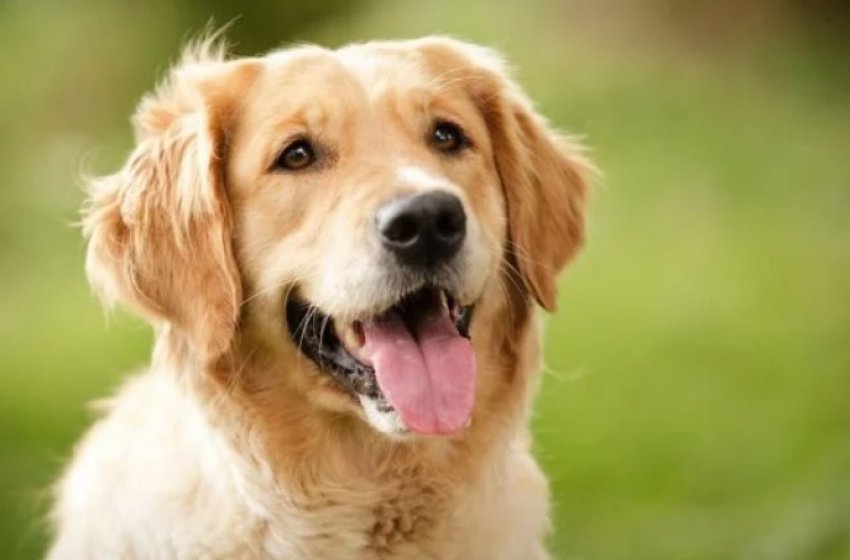 NÚMERO DE CASTRAÇÕES CRESCE 44% ESTE ANO NO POSTO VETERINÁRIO DE JAGUARIÚNA