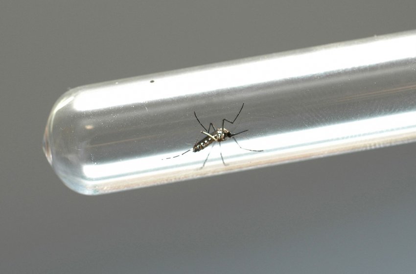 SAÚDE DE JAGUARIÚNA REALIZA MUTIRÃO CONTRA A DENGUE NESTE SÁBADO