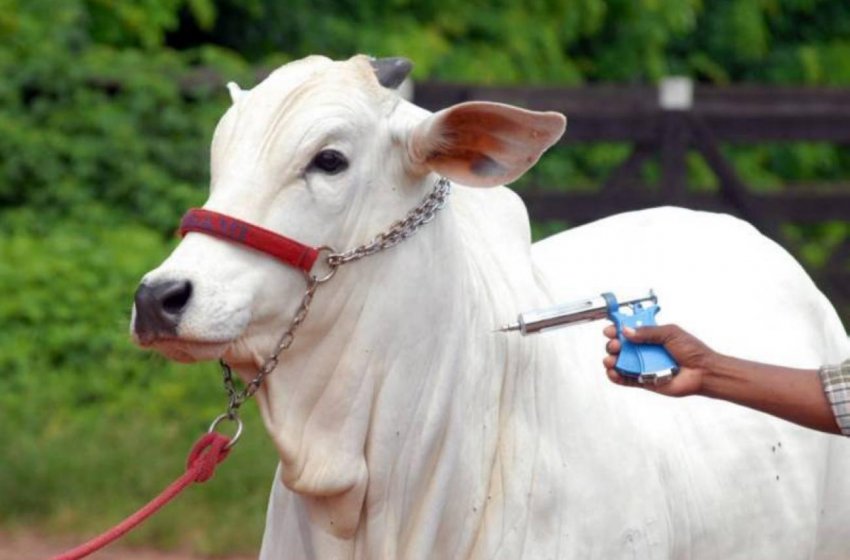 TERMINA HOJE A CAMPANHA DE VACINAÇÃO DE ANIMAIS CONTRA BRUCELOSE E FEBRE AFTOSA