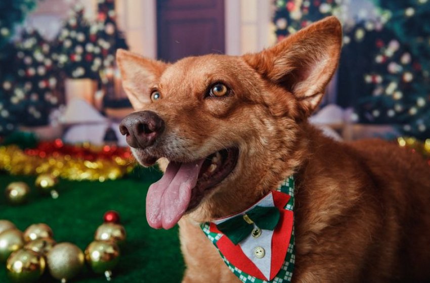 DOMINGO ACONTECE MAIS UMA EDIÇÃO DO BINGO DE NATAL DA ONG XODÓ DE BICHO 