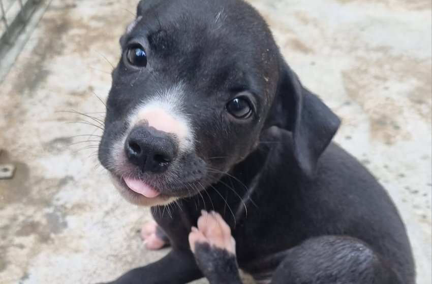 EVENTO PARA ADOÇÃO DE FILHOTES E EDUCAÇÃO EM SAÚDE ANIMAL ACONTECERÁ NO PARQUE MENEGON NOS DIAS 28 E 29 DE MARÇO