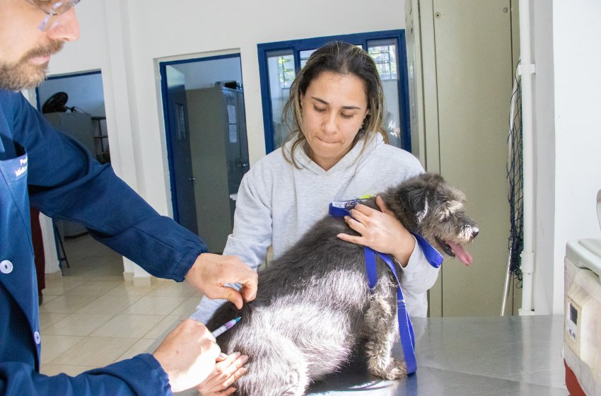 JAGUARIÚNA ZERA FILA DA VACINAÇÃO ANTIRRÁBICA E IMUNIZA MAIS DE 500 ANIMAIS EM 2025