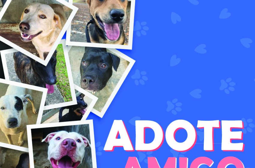 JAGUARIÚNA TEM PROGRAMA PERMANENTE DE ADOÇÃO DE CÃES
