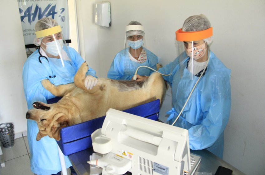 JAGUARIÚNA REALIZA MAIS DE 2,4 MIL ATENDIMENTOS NA ÁREA DE SAÚDE ANIMAL NO 1º SEMESTRE