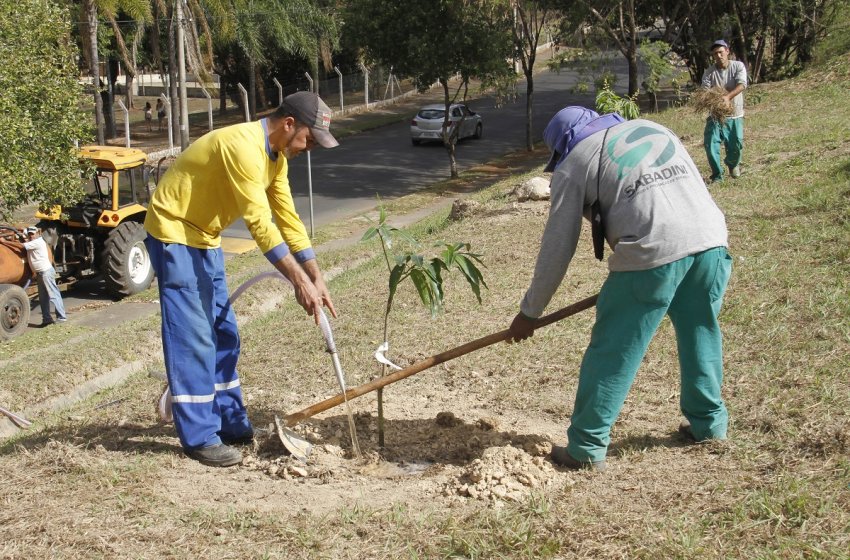 MEIO AMBIENTE DE JAGUARIÚNA INICIA PLANTIO DE MUDAS DO PROJETO POMAR URBANO