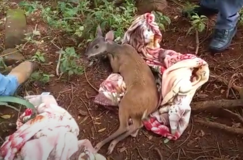 PREFEITURA DE JAGUARIÚNA RESGATA FÊMEA DE CERVO; VEJA VÍDEO 